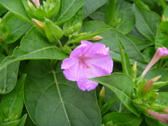 Mirabilis jalapa