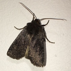 Conistra staudingeri