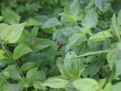 Polistes tenebricosus