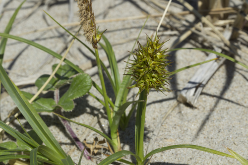 Carex macrocephala iNat (2)