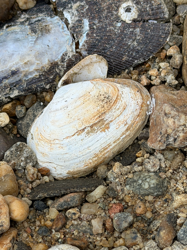 Mya arenaria