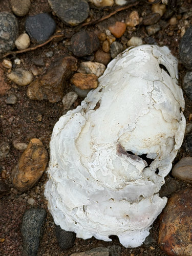 Crassostrea virginica