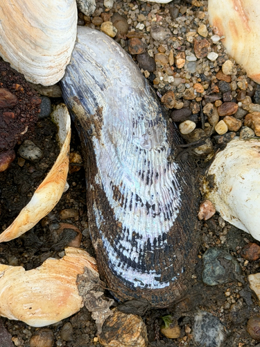 Geukensia demissa