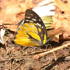 Prioneris thestylis