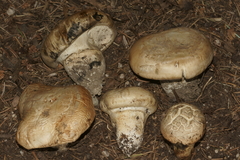 Catathelasma imperiale