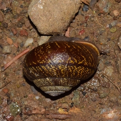 Helminthoglypta arrosa