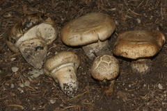 Catathelasma imperiale