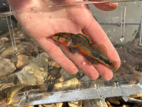 Stippled darter (Etheostoma punctulatum) — Percidae — 3