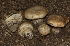 Catathelasma imperiale
