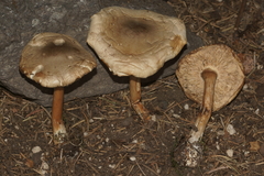 Melanoleuca cognata