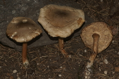 Melanoleuca cognata