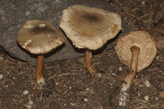 Melanoleuca cognata