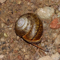 Helminthoglypta arrosa