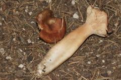 Lactarius hepaticus
