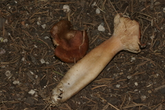 Lactarius hepaticus