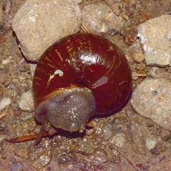 Helminthoglypta arrosa