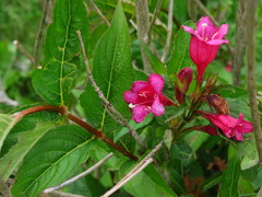 Weigela floribunda