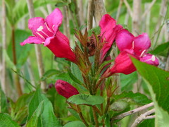 Weigela floribunda
