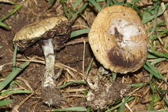 Psilocybe mescaleroensis