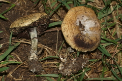 Psilocybe mescaleroensis