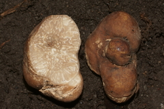 Tuber lyonii