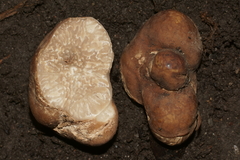Tuber lyonii