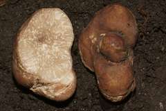 Tuber lyonii