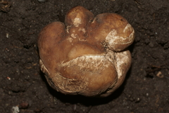 Tuber lyonii