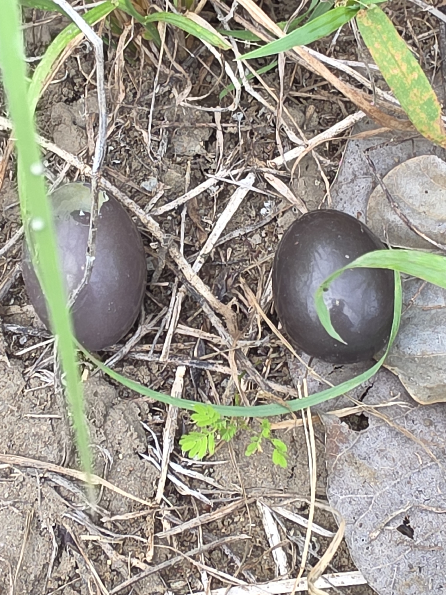 Small-billed Tinamou (Crypturellus parvirostris), photo 2