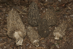 Morchella tomentosa