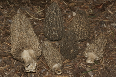 Morchella tomentosa