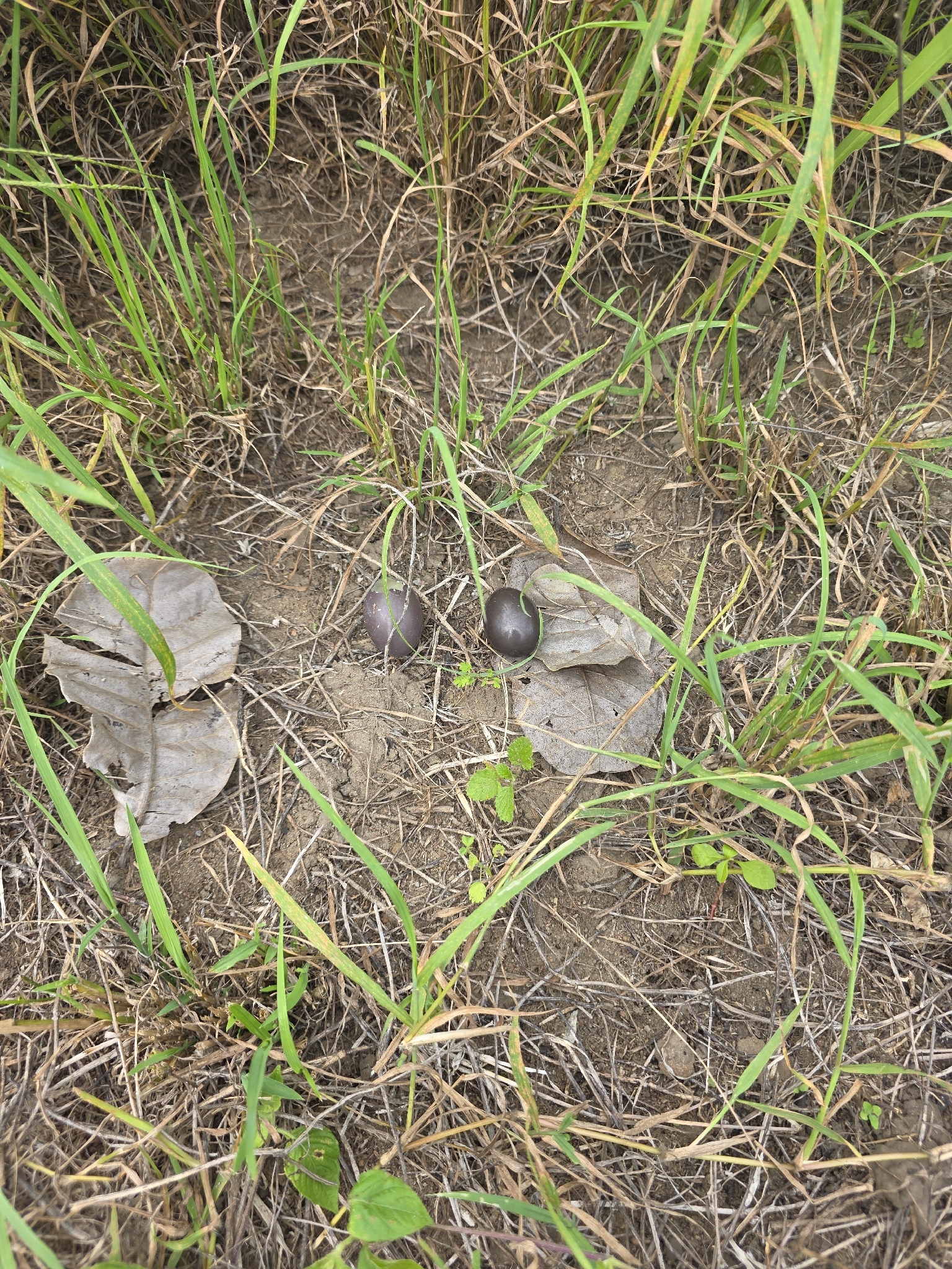 Small-billed Tinamou (Crypturellus parvirostris), photo 3