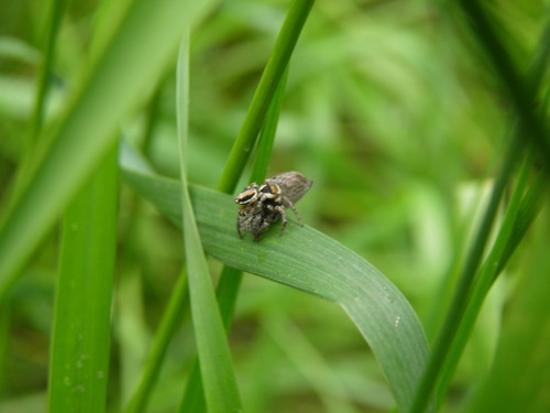 Blizgantysis Musėgaudis