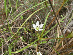 Gentianella grisebachii