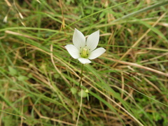 Gentianella grisebachii