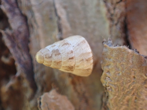 Cochlicella barbara