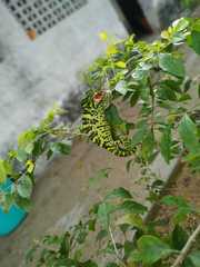 Chamaeleo zeylanicus