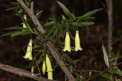 Billardiera macrantha