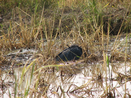 iNaturalist image