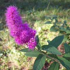 Spiraea × billardii