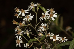 Olearia stellulata