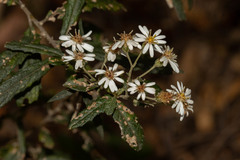 Olearia stellulata