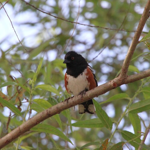 iNaturalist observation photo of Spotted Towhee