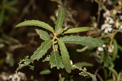 Olearia stellulata