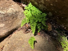 Adiantum aethiopicum