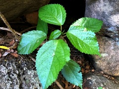 Dendrocnide photiniiphylla