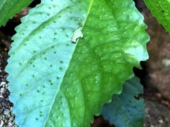 Dendrocnide photiniiphylla