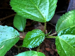 Dendrocnide photiniiphylla