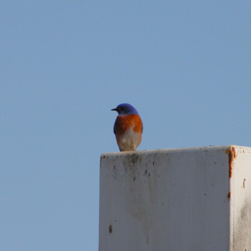 iNaturalist observation photo of Western Bluebird