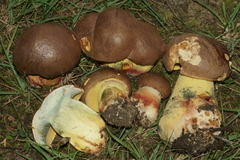 Butyriboletus brunneus
